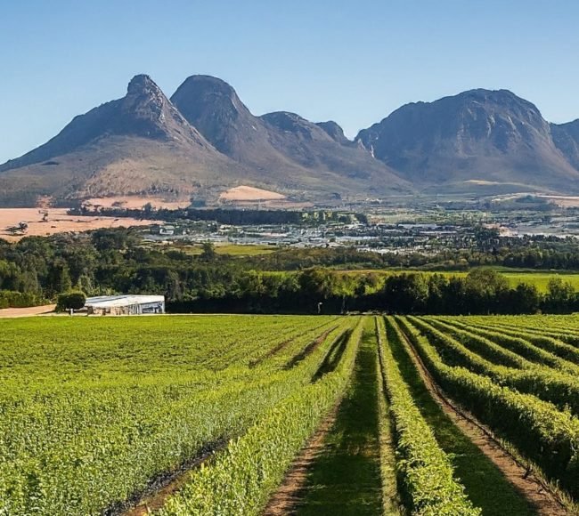 Sip Soar Savour helicopter wine tour Cape Town Franschhoek picnic
